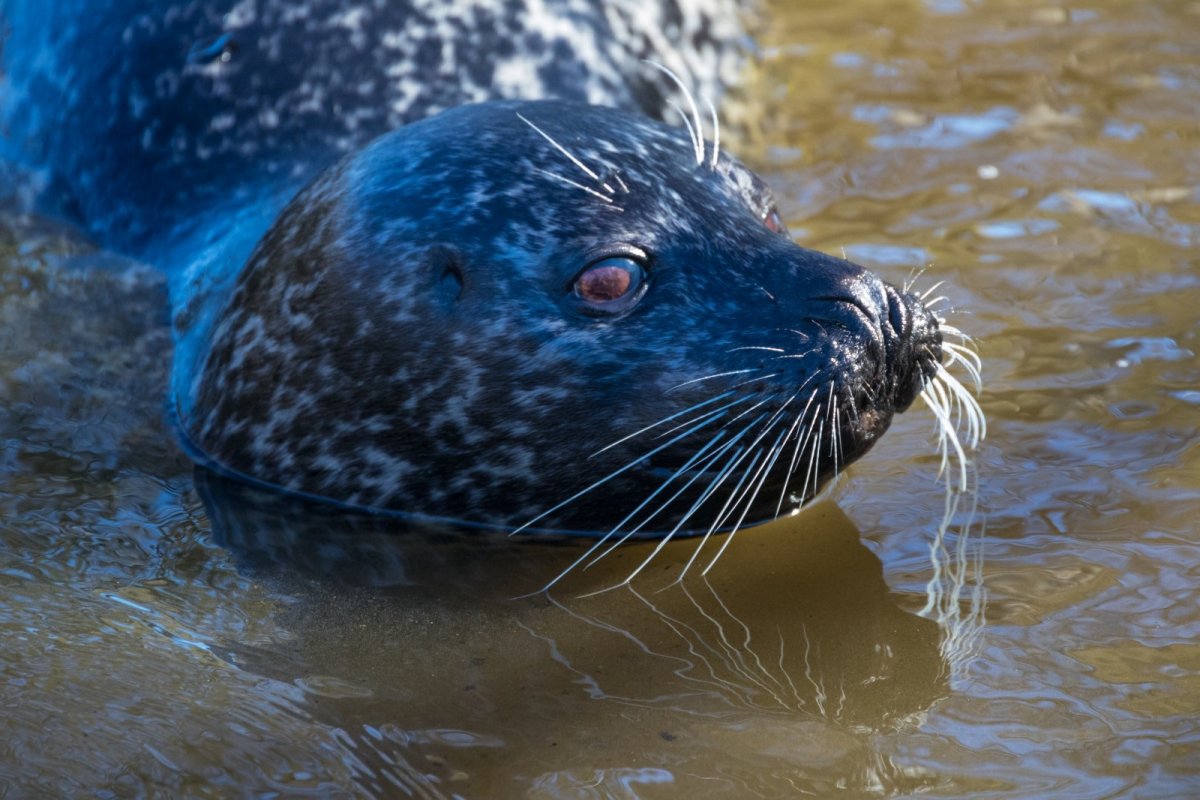 Морские Дикие звери