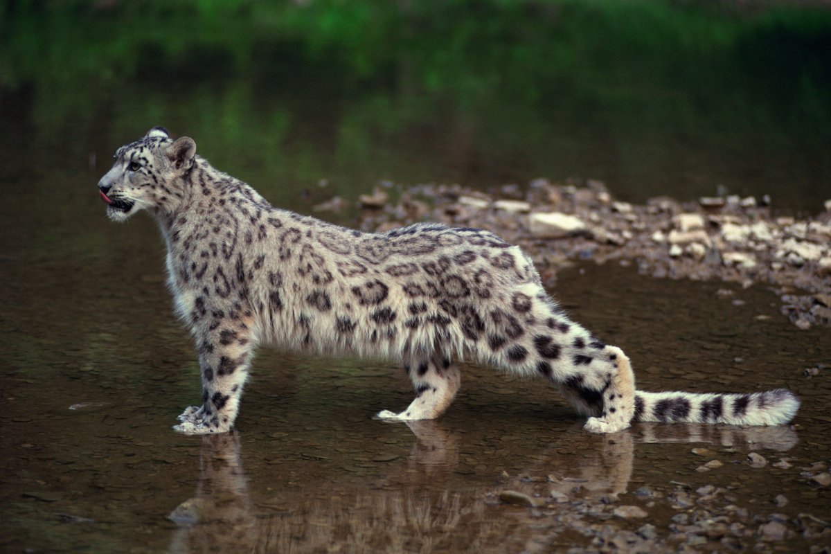 Снежный Барс сбоку