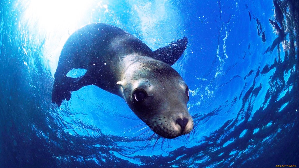 Морской котик ныряет в воду