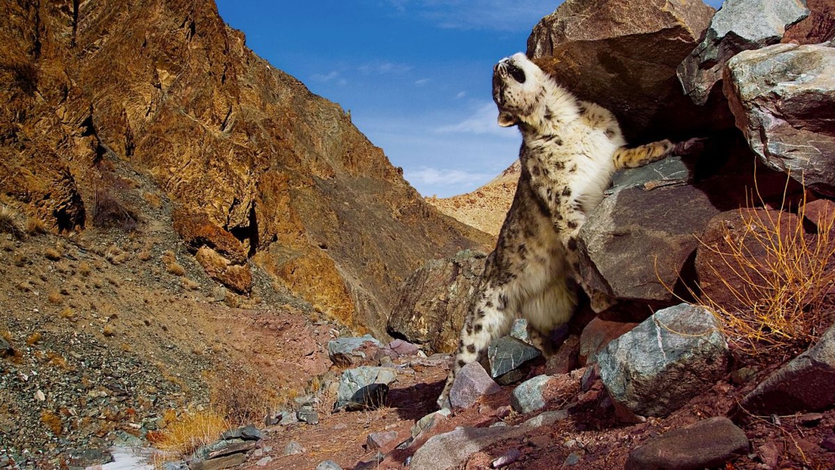 Снежный Барс на памире