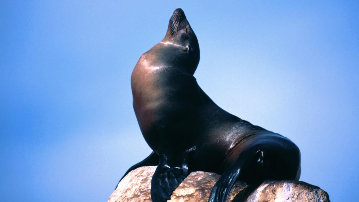 Морской Лев обои