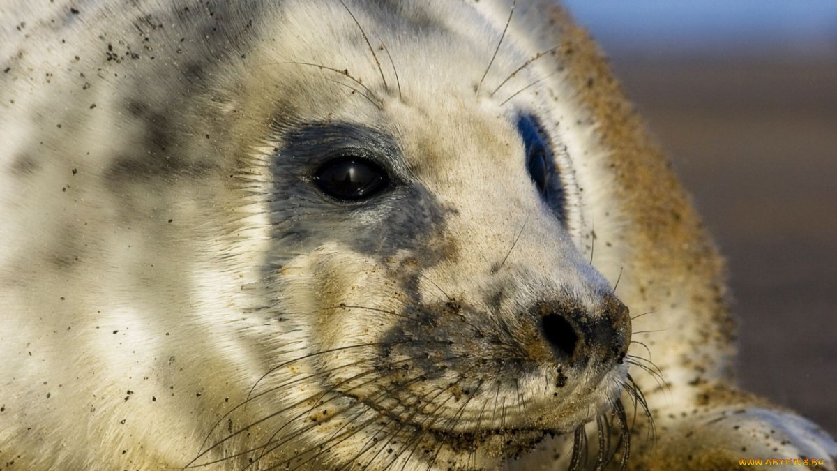 Белек тюлень