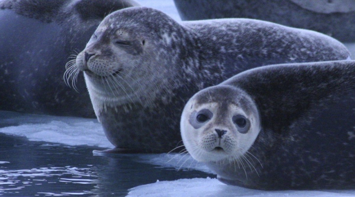 Кольчатая Нерпа в воде