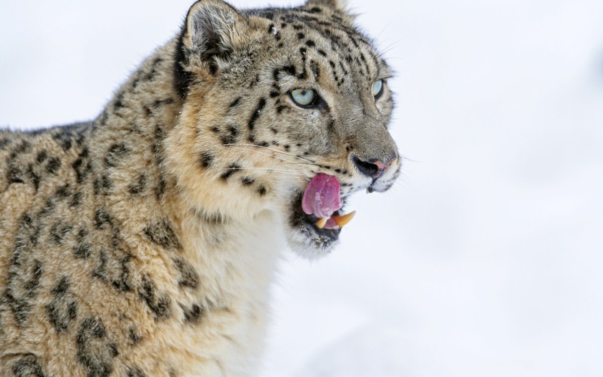 Саблезубый снежный Барс