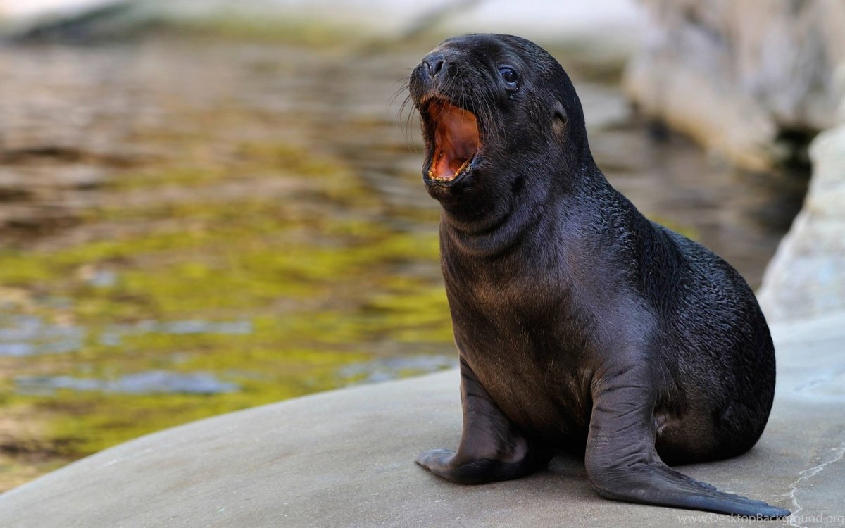 Морские львы