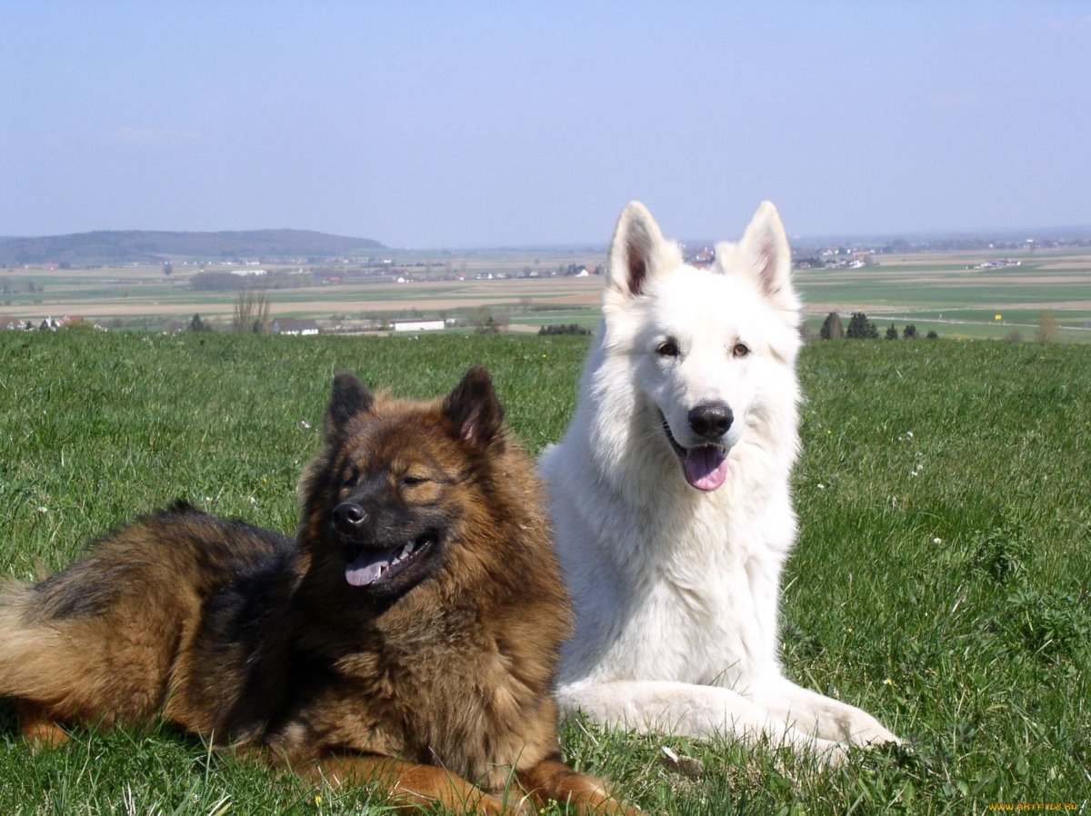 Маламут и немецкая овчарка помесь