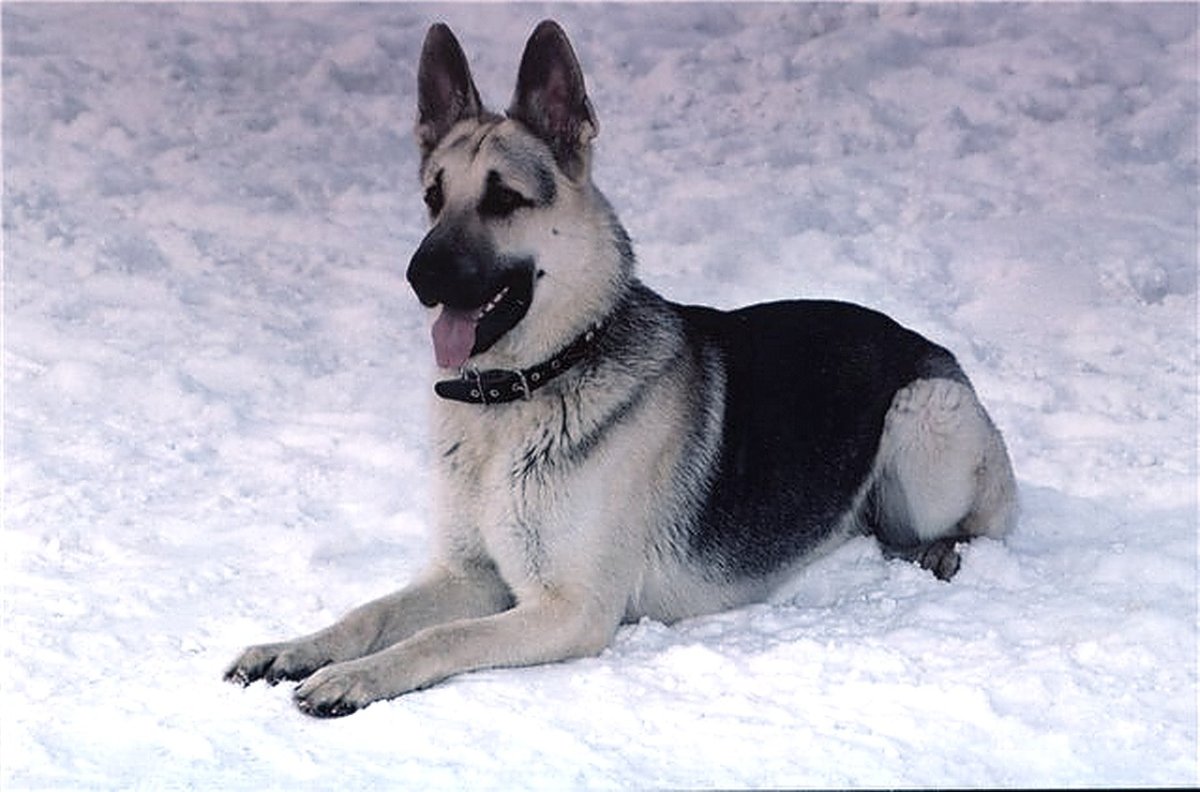 Сибирский маламут -Сибирский хаски