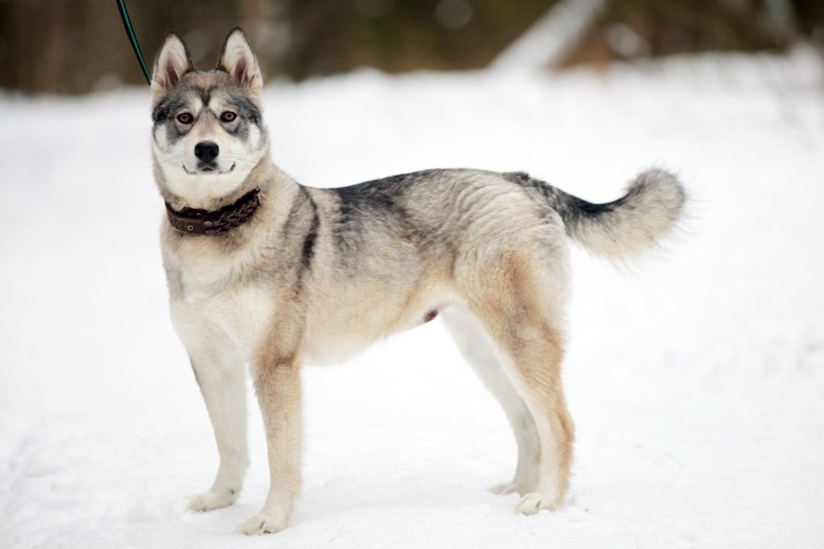 Восточно-европейская овчарка