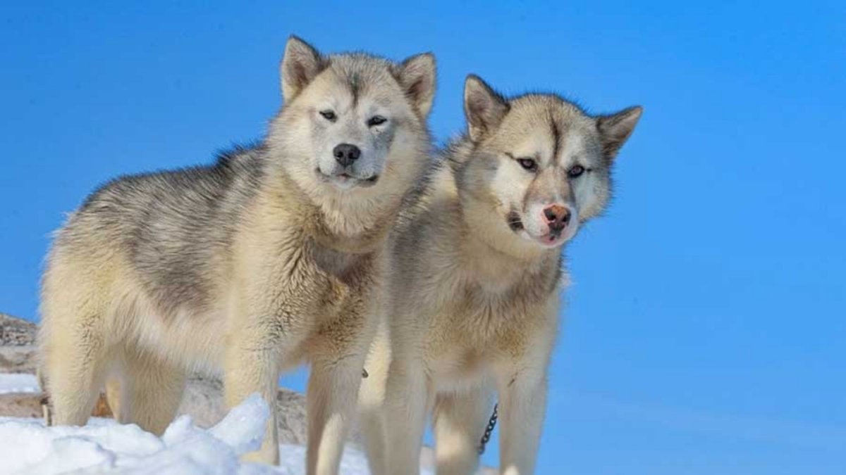 Лайка Западно-Сибирская Пегий