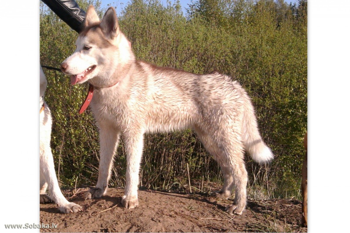 Овчарка альбинос