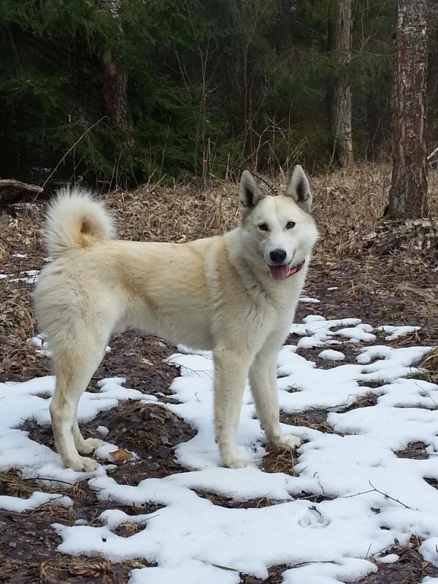 Сибирская немецкая овчарка