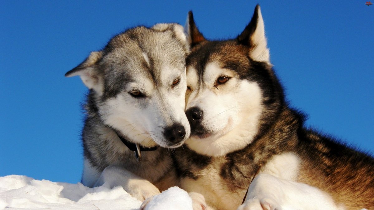 Собака хаски