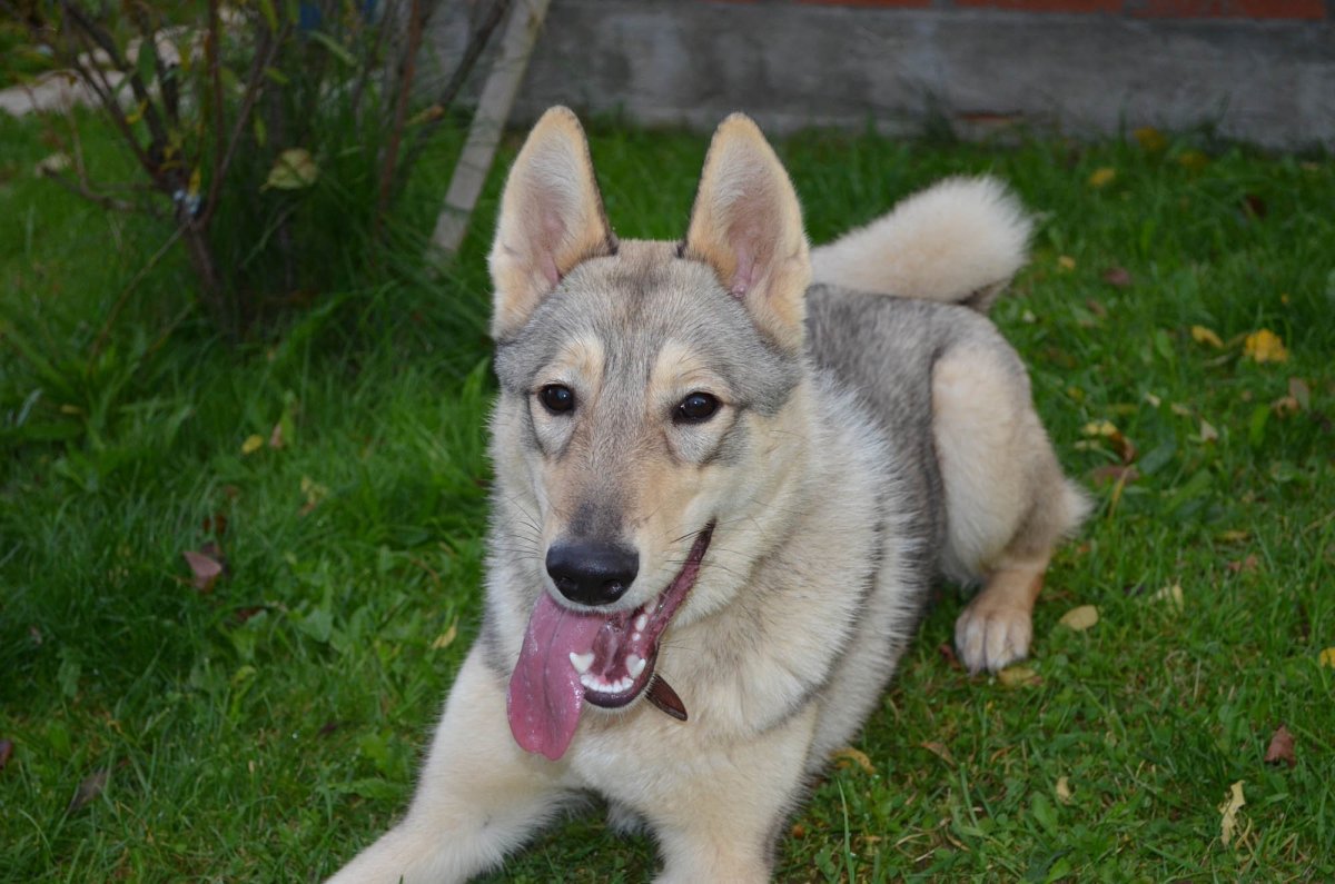 Волкособ и Доберман