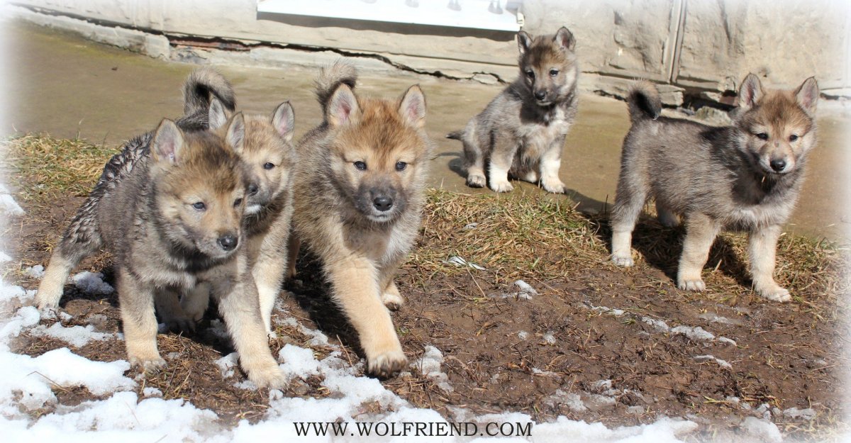 Западносибирская лайка Волчий окрас