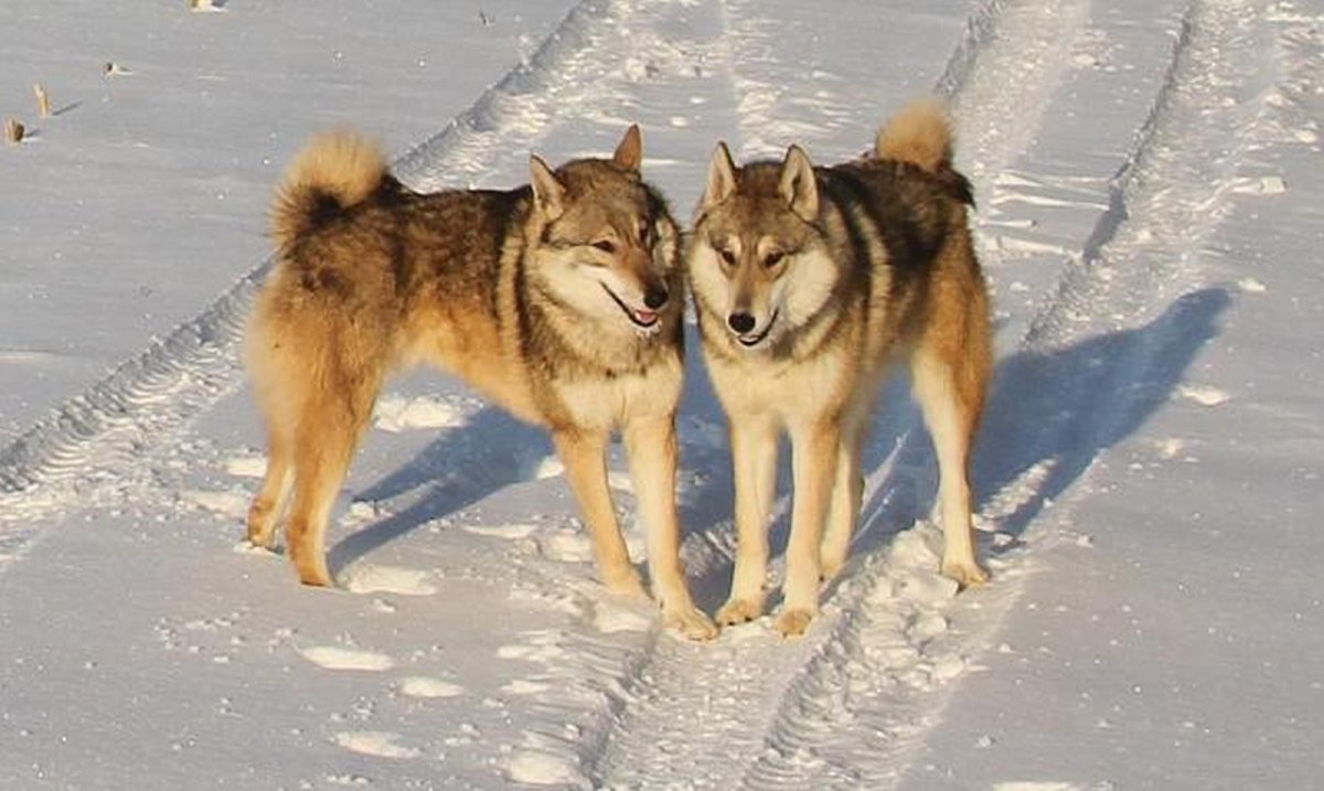 Гренландская овчарка