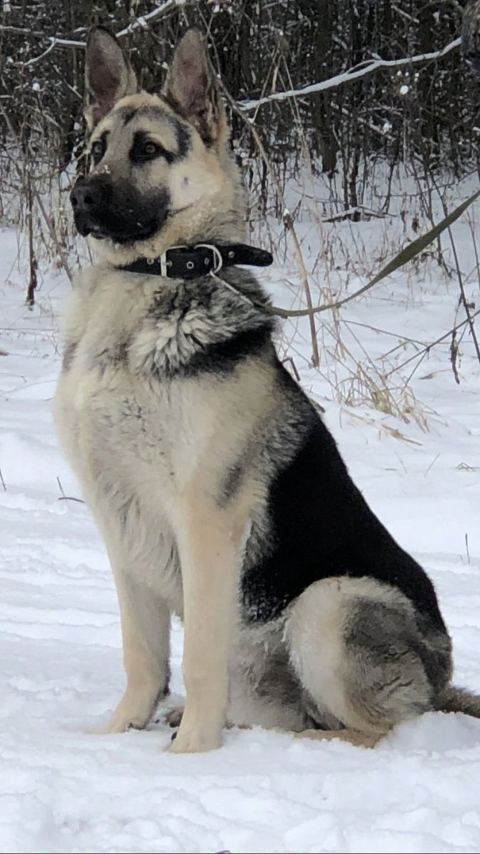 Западно Сибирская овчарка