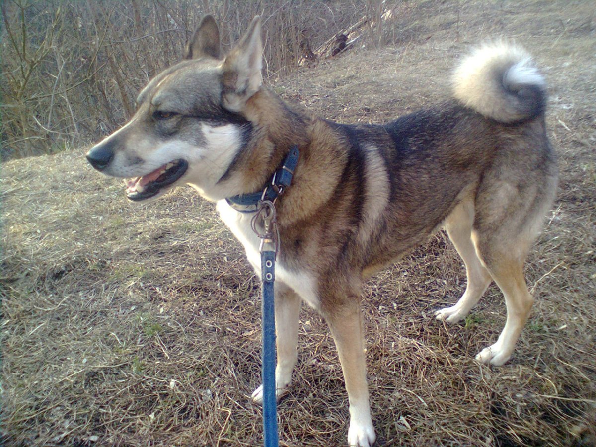 Восточно Сибирская овчарка