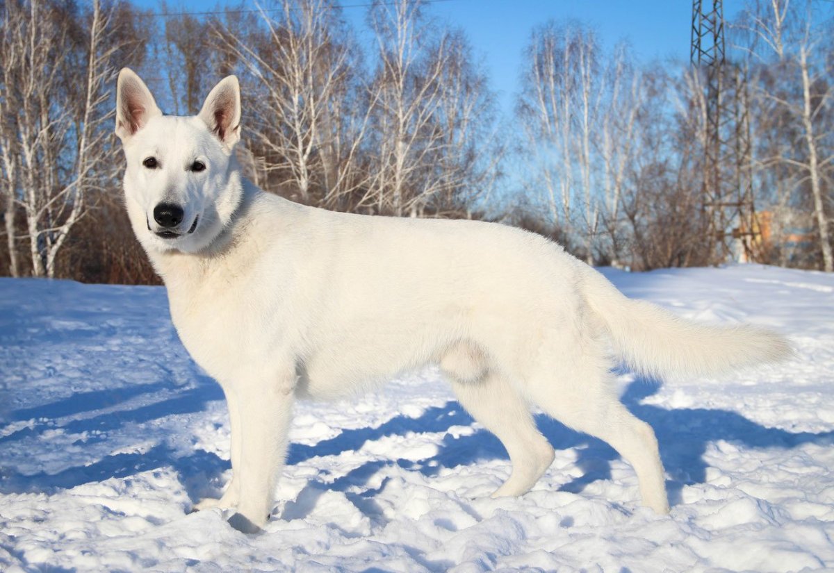 Сибирская овчарка