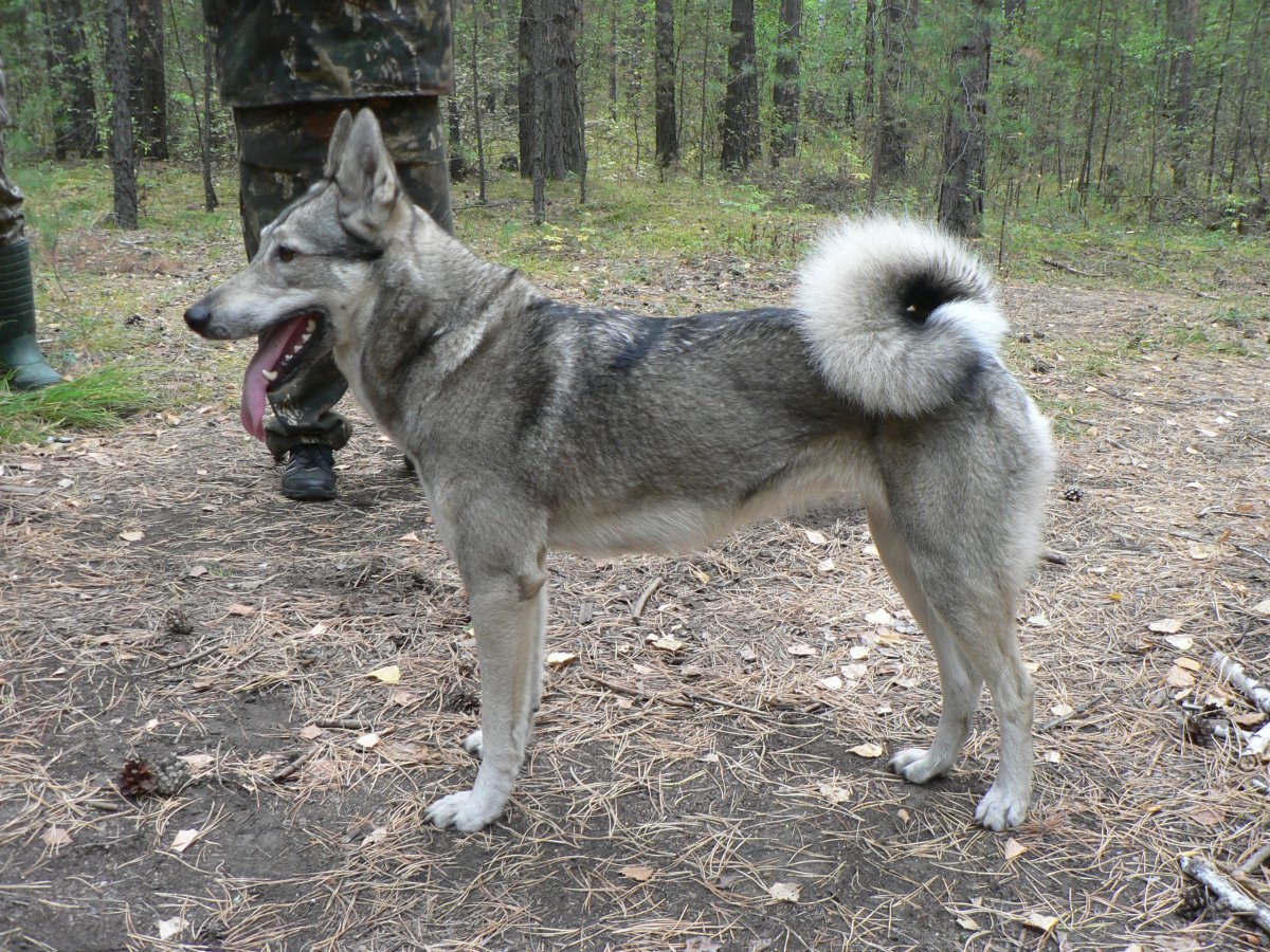 Восточно Сибирская овчарка