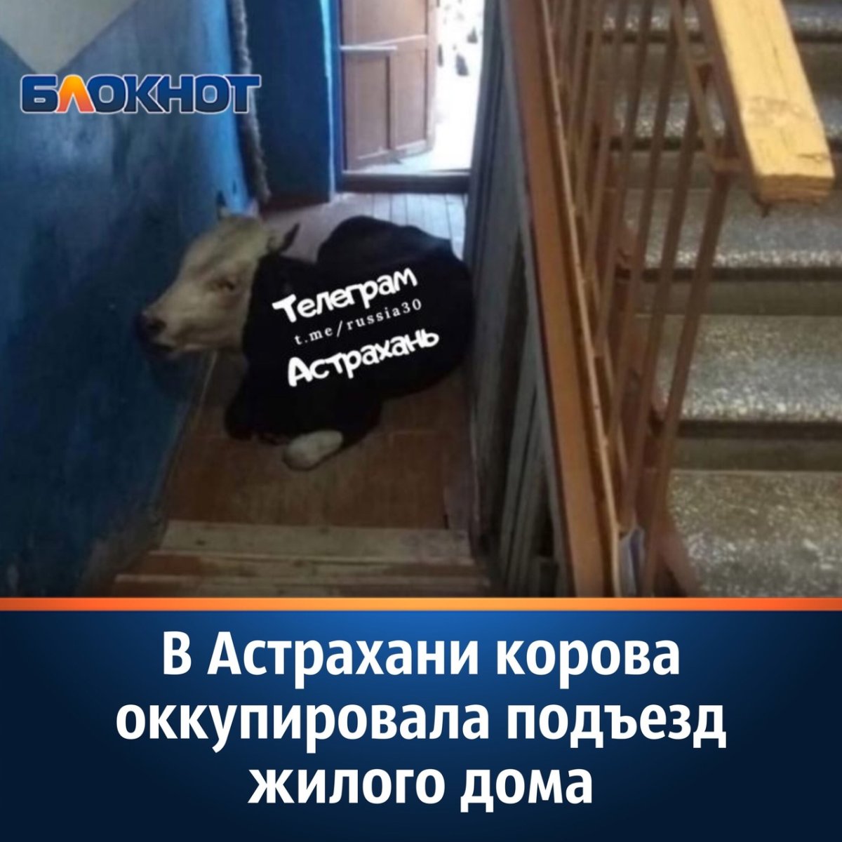 Конь в подъезде