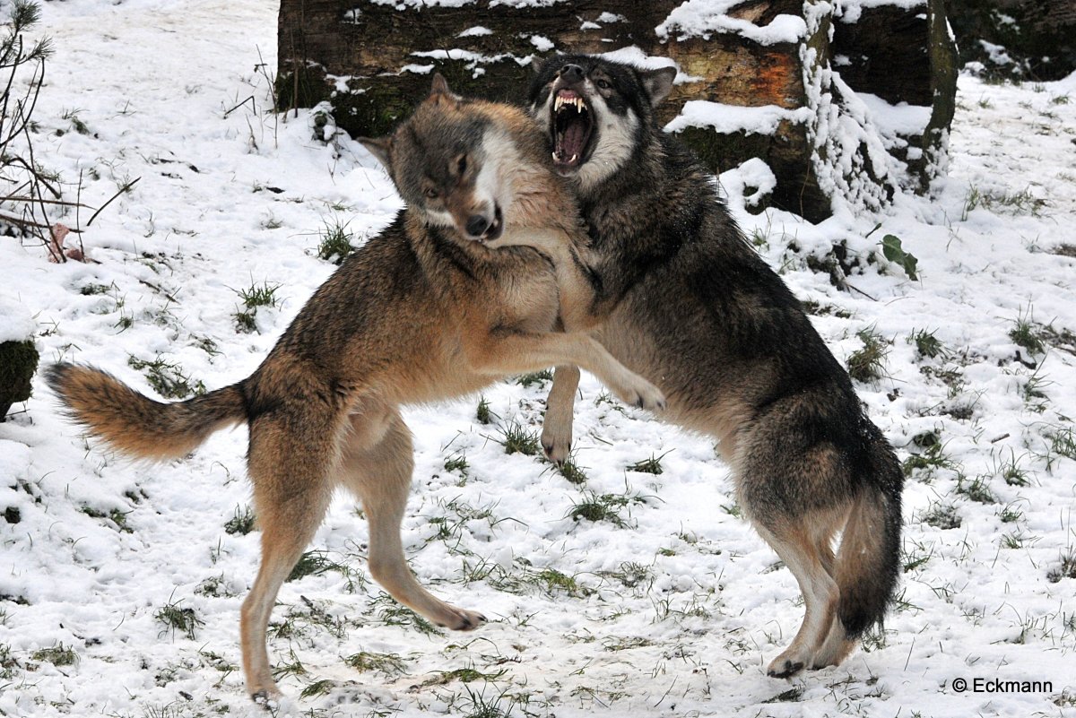 Метис лайки