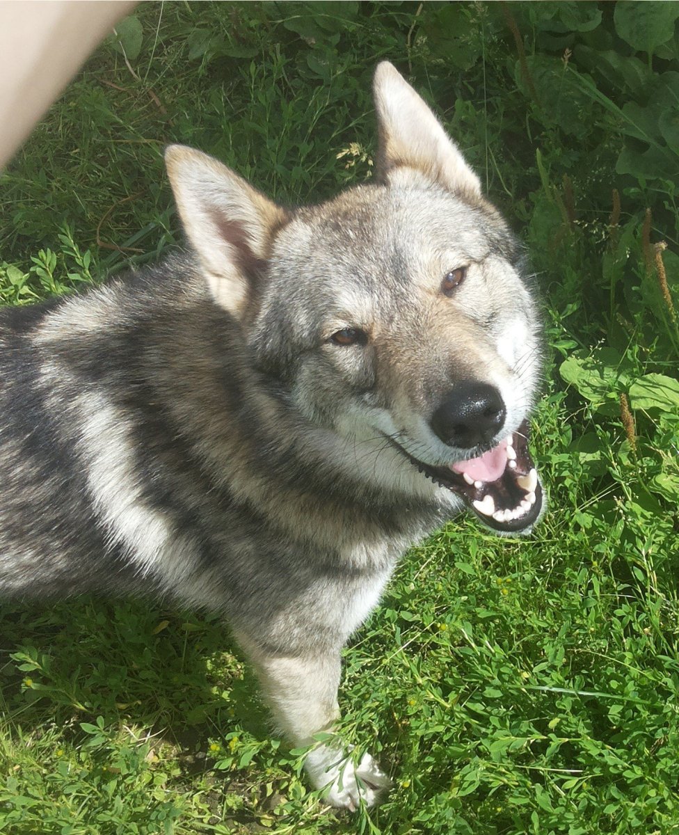 Метис Западно сибирской лайки