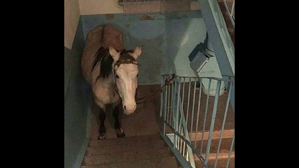 Бездомные животные в подъезде