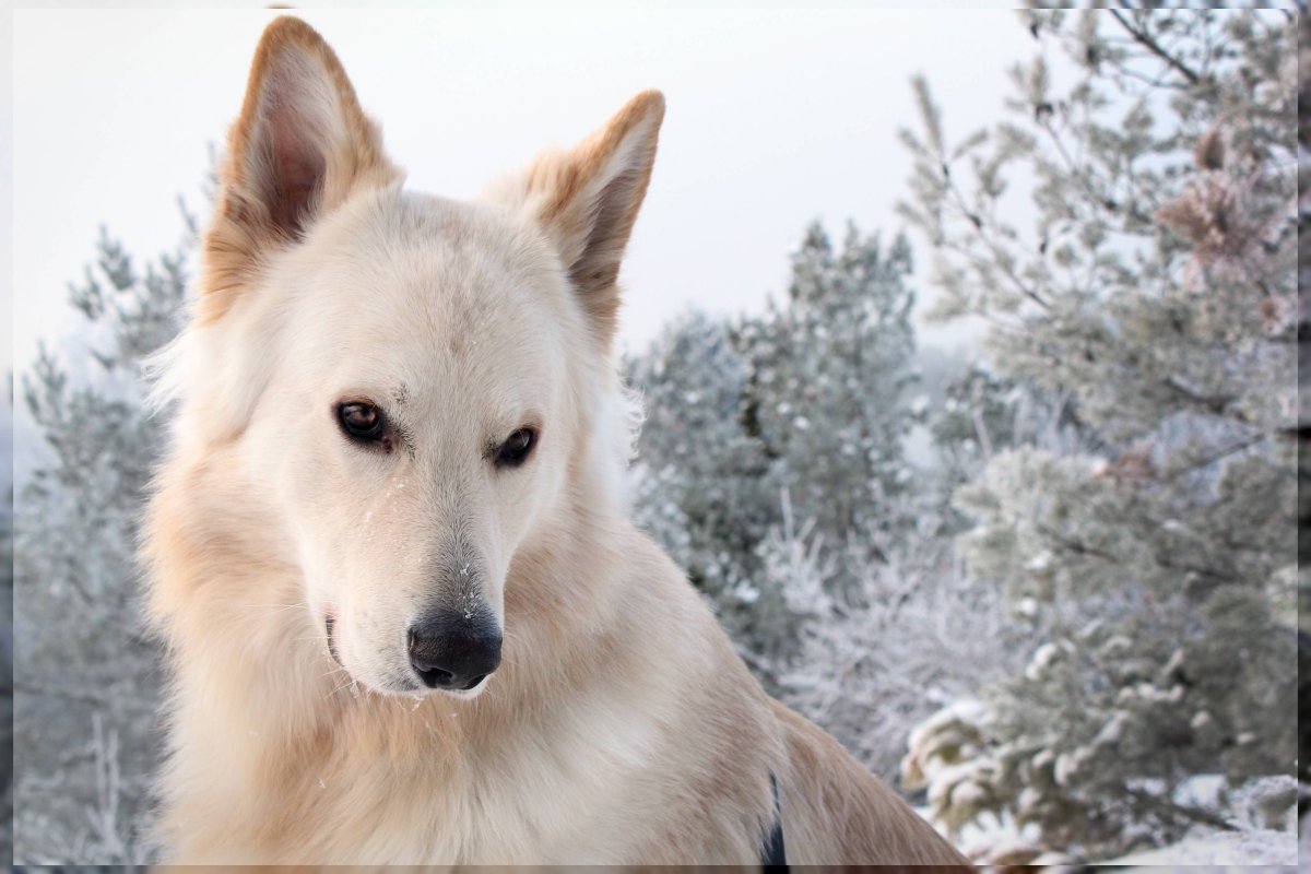 Западносибирская лайка метис