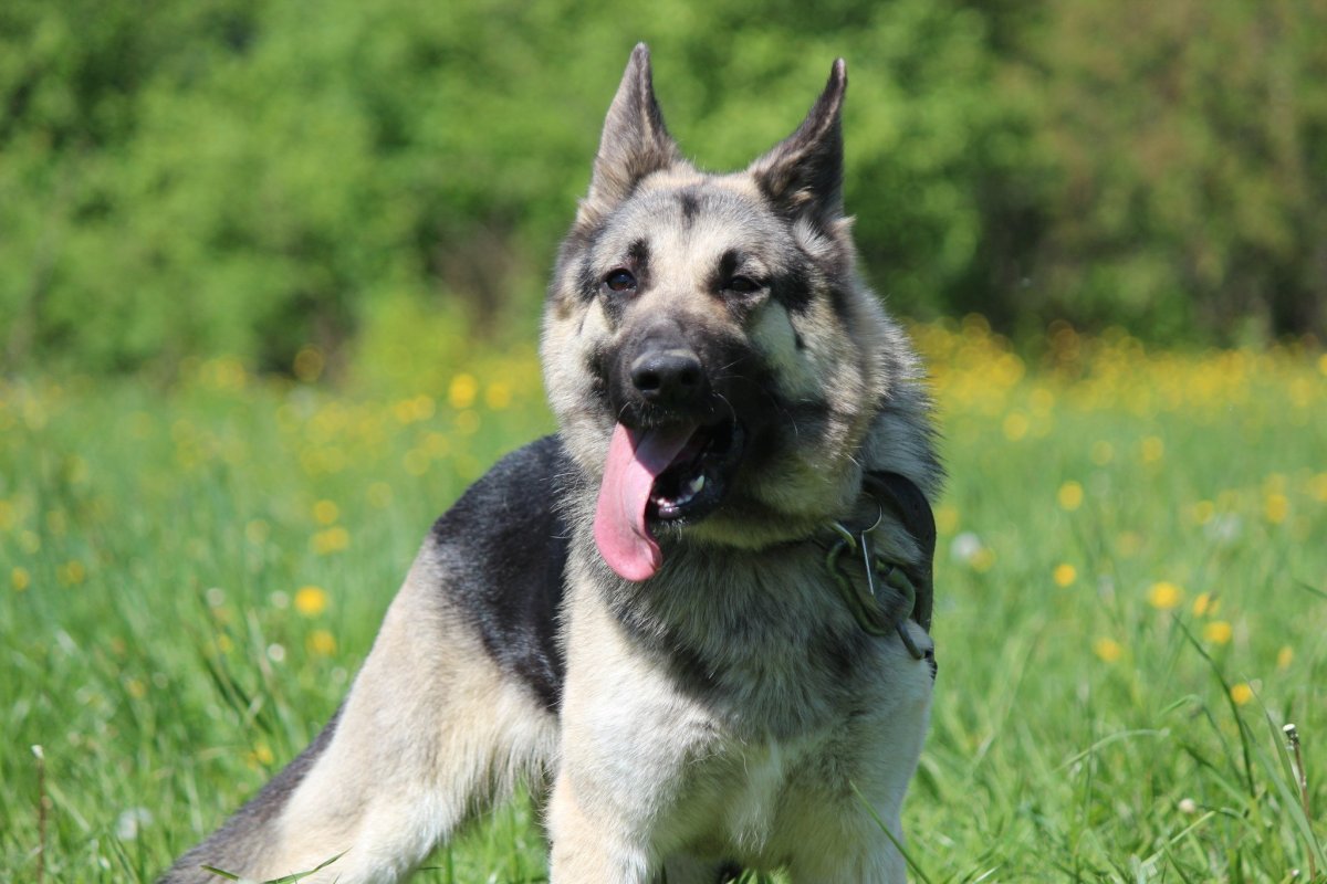 Камчатская овчарка