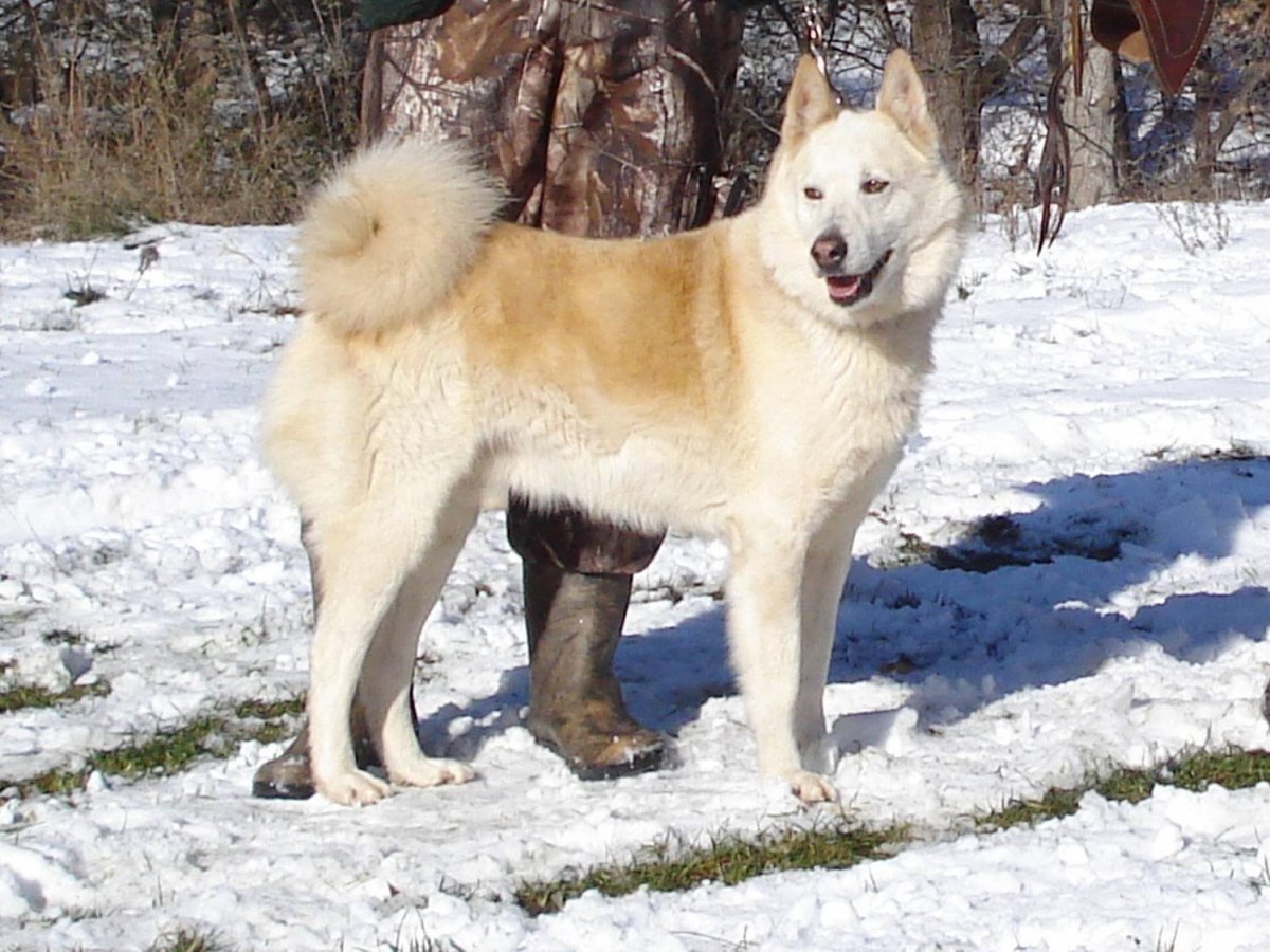 Сибирская лайка маламут