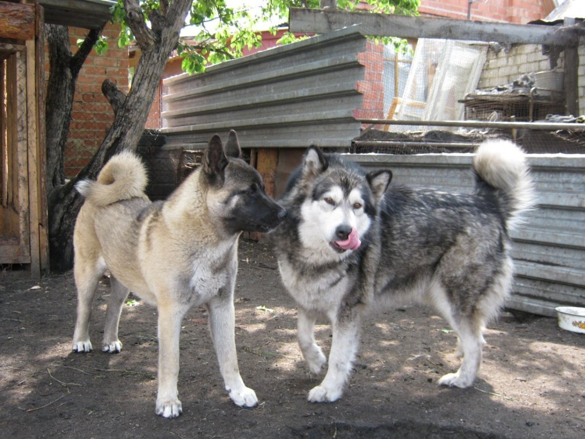 Сибирский Тундровый волк