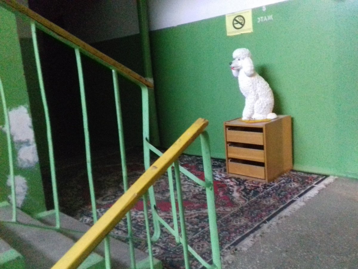 Корова в квартире