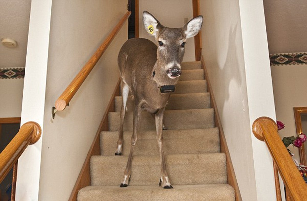 Мягкие игрушки у подъезда