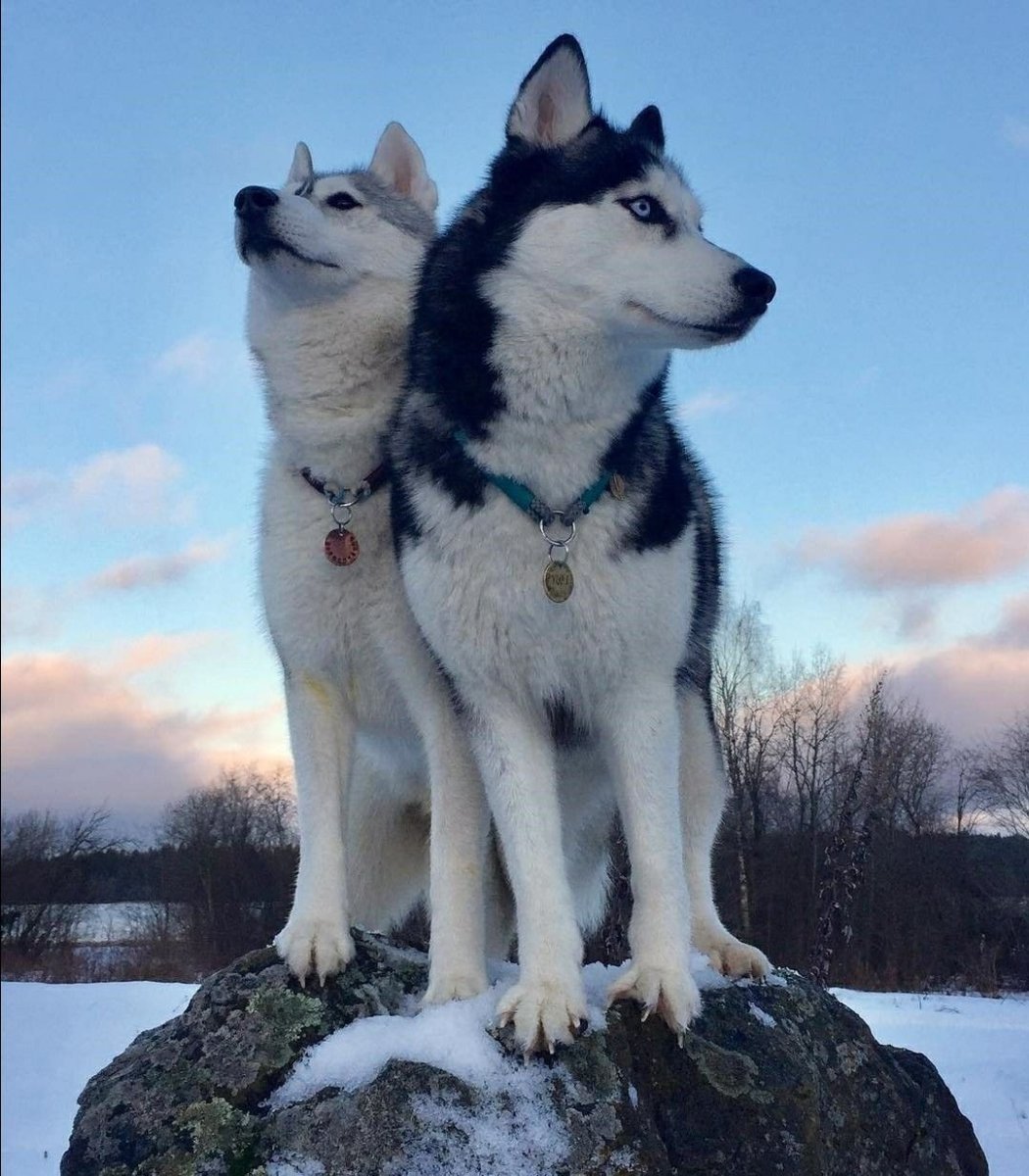 Западносибирская лайка черная