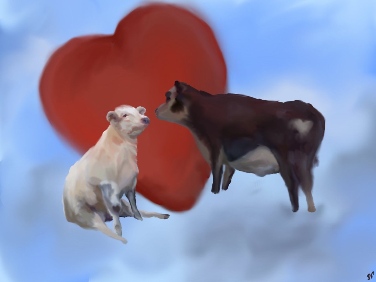 Корова плавает