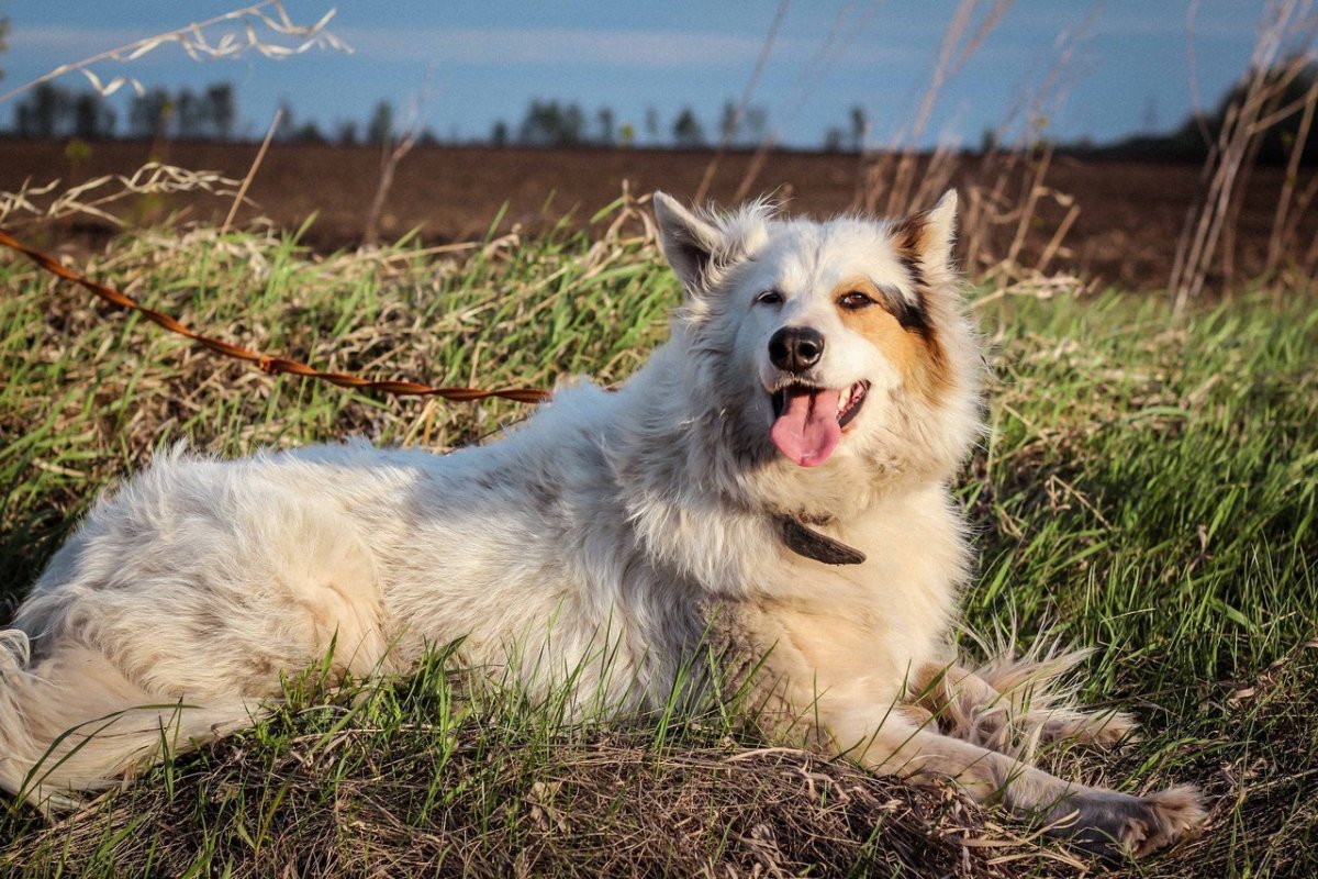 Западно Сибирская лайка с дворняжкой