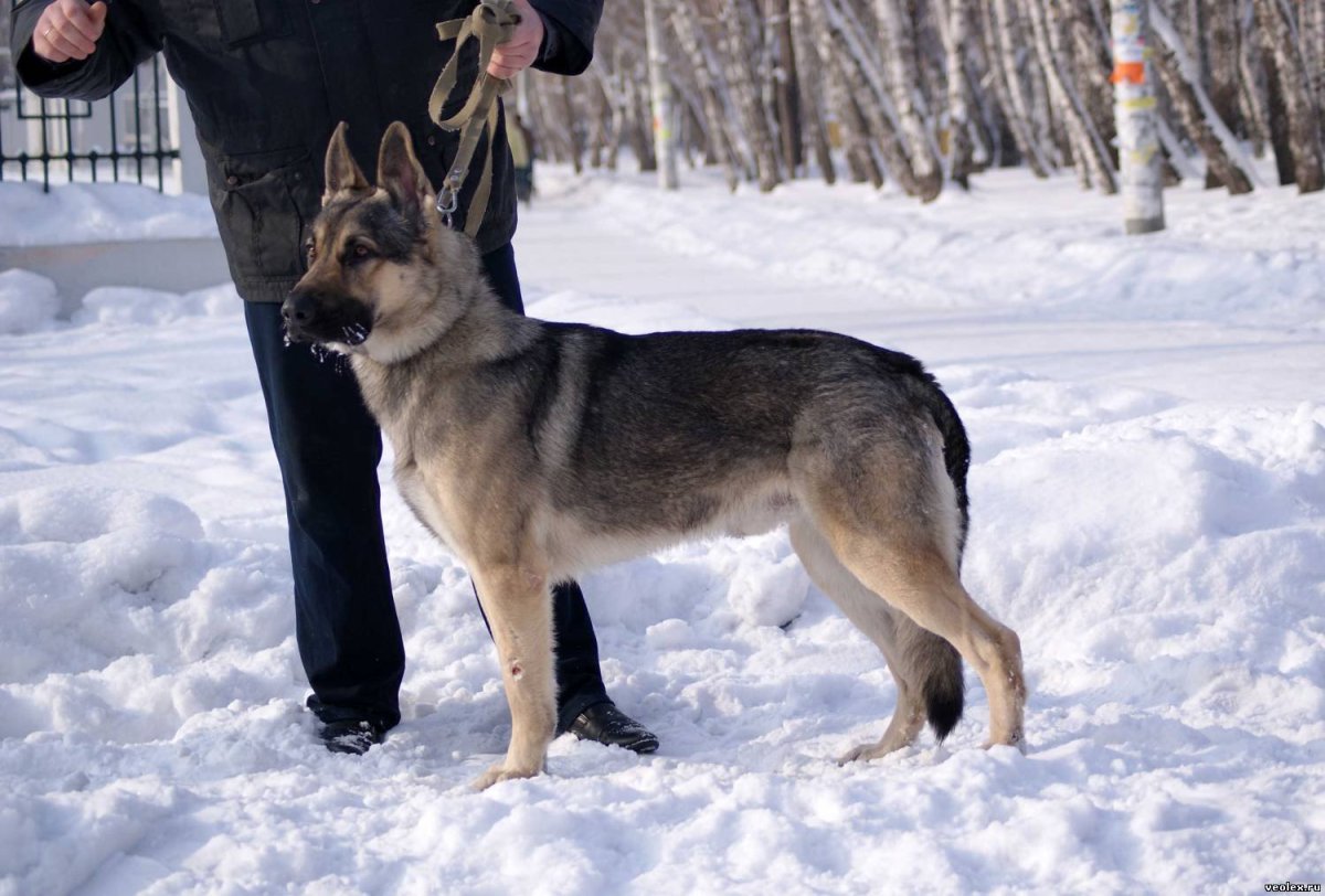 Акита Аляскинский маламут