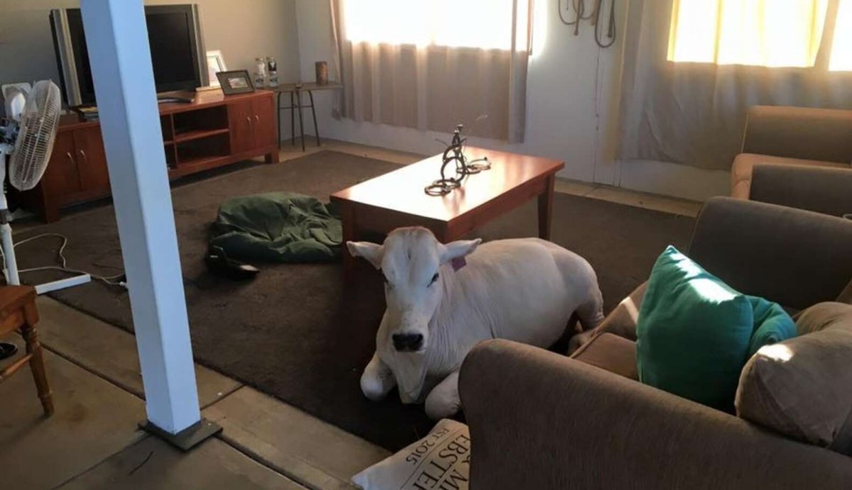 Кароаа в дверной глазок