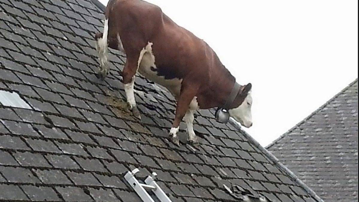 Корова заглядывает в окно