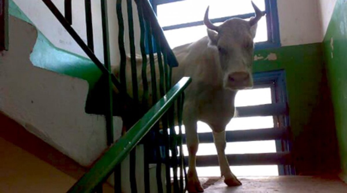 Лошадь в подъезде