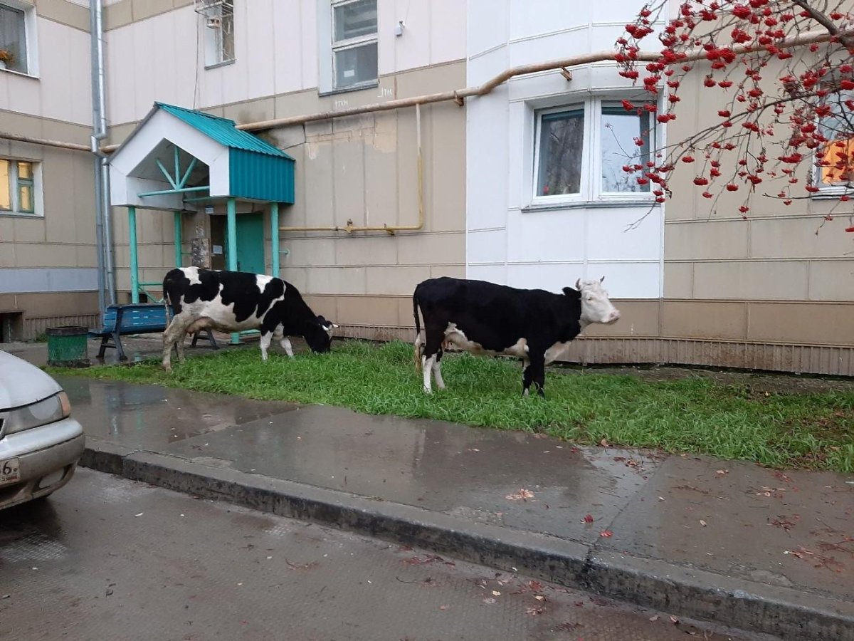 Шанс быть убитым коровой