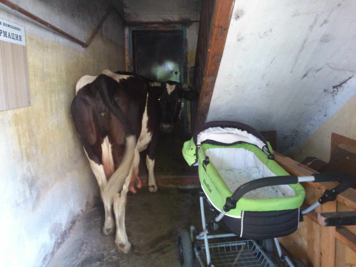 Корова в подъезде