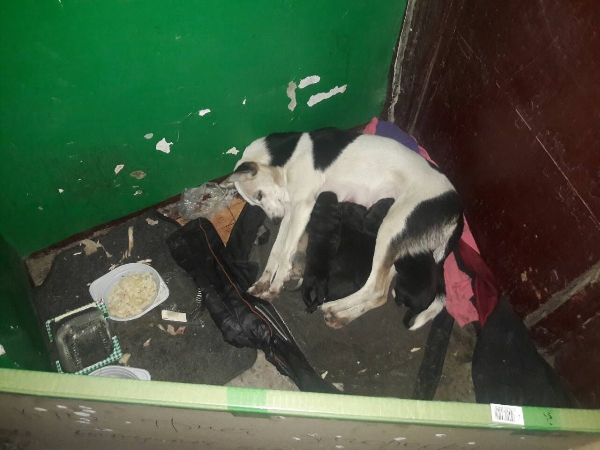 Корова на балконе