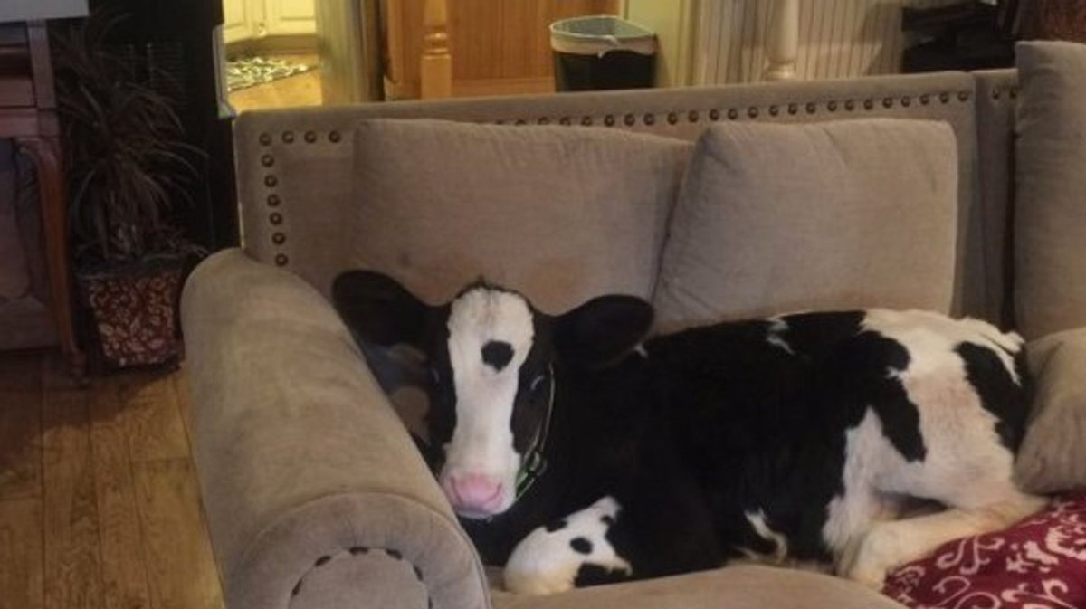 Слоны в квартире