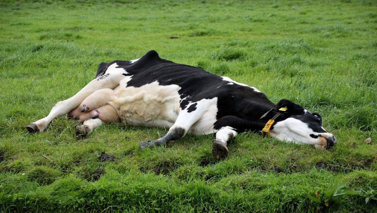 Мультяшные корова с травой