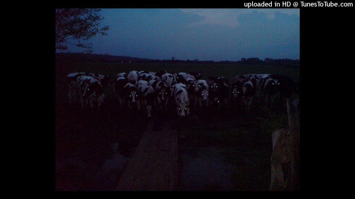 Польская корова флексит