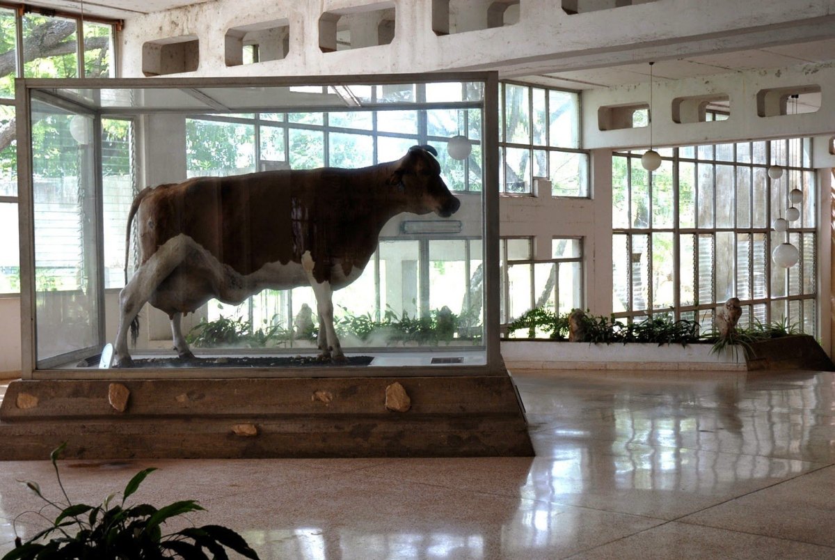 Лошадь Ксюша в подъезде