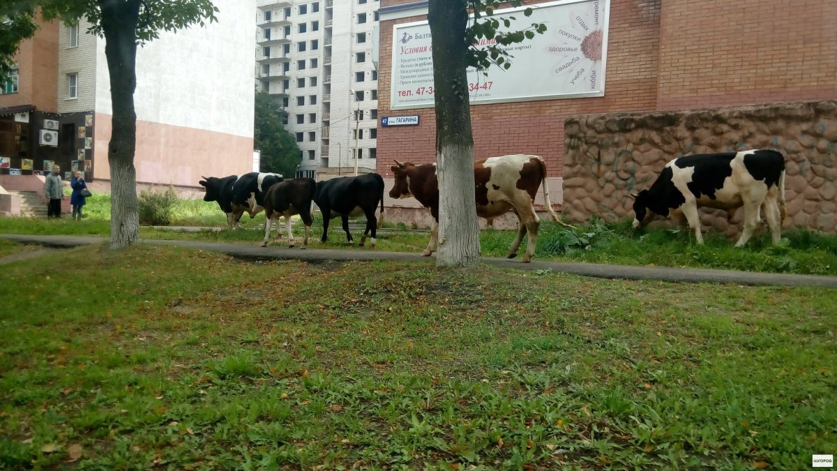 Дойная корова деньги