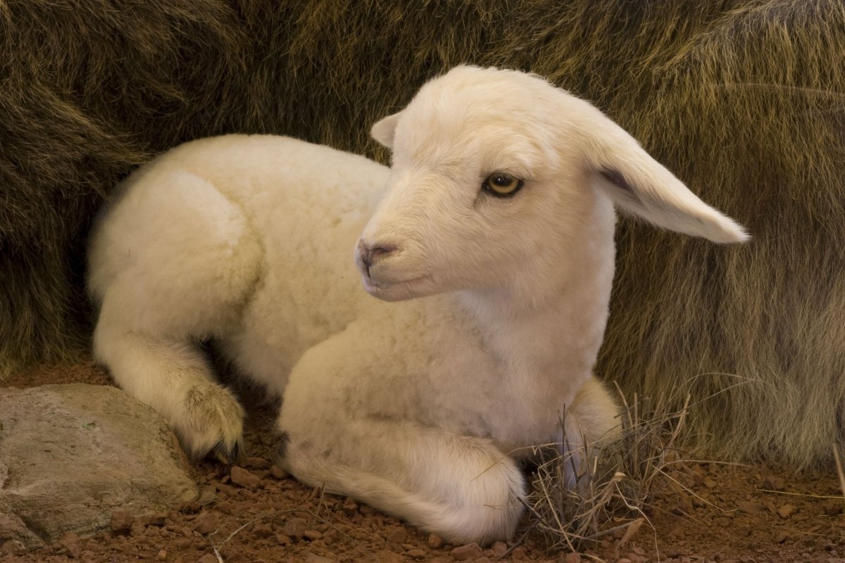 Белая Овечка