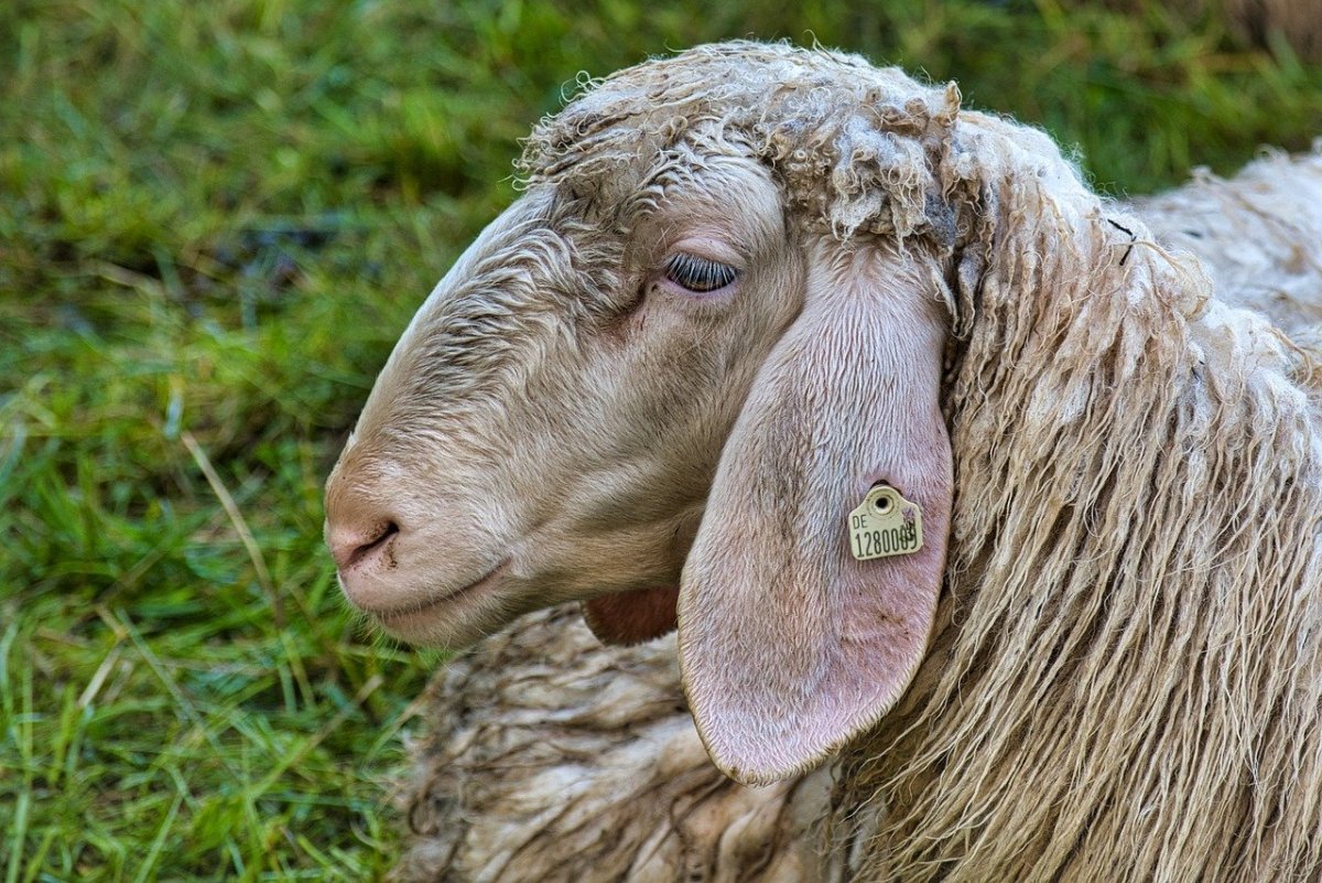 Овцы с длинными ушами